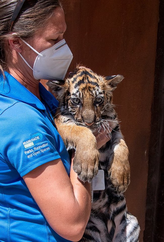 Tiger cub learns to swim at Miami Zoo - Tiger, Tiger cubs, Big cats, Cat family, Zoo, USA, Miami, Milota, , Bathing, Translation, Longpost, Positive