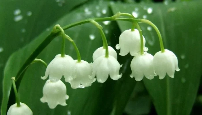 “Hello May Day” Did you know that lily of the valley is deadly poisonous? - Poisonous plants, Plants, Lilies of the valley, Yandex Zen, Longpost