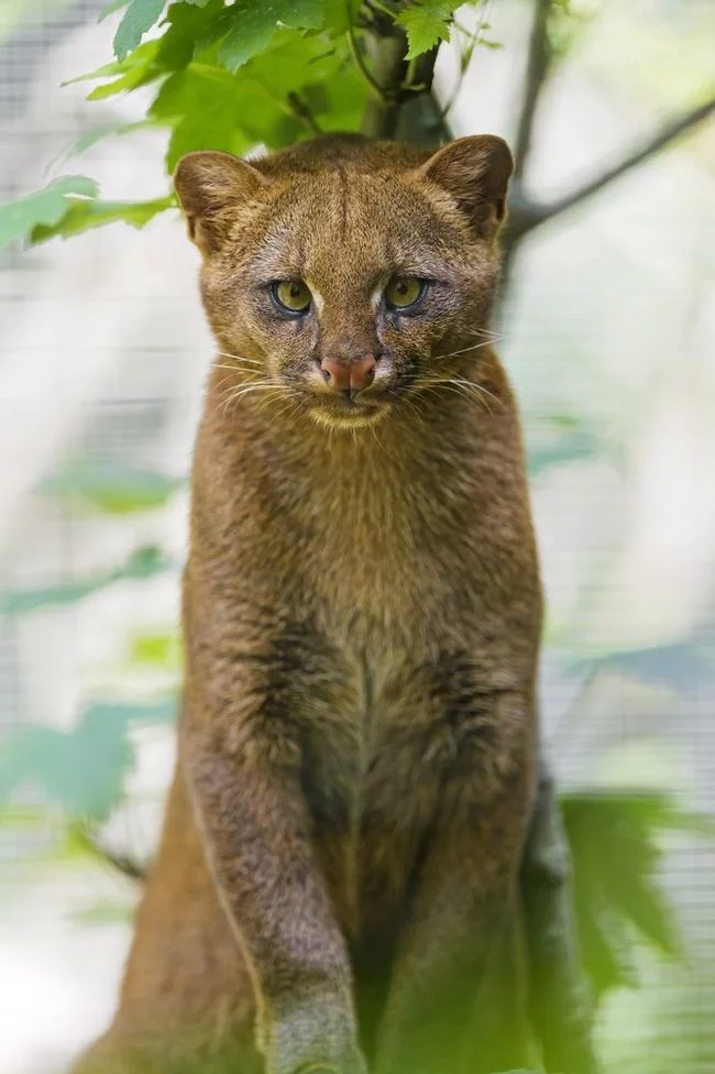 Jaguarundi - Jaguarundi, Small cats, Animals, Zoo, The photo, Cat family, Longpost