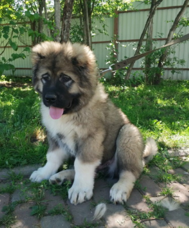 About one very dangerous mistake in raising a Caucasian Shepherd puppy - My, Caucasian Shepherd Dog, Upbringing, Puppies, Bite, Error, Dogs and people, Growing up, Life stories
