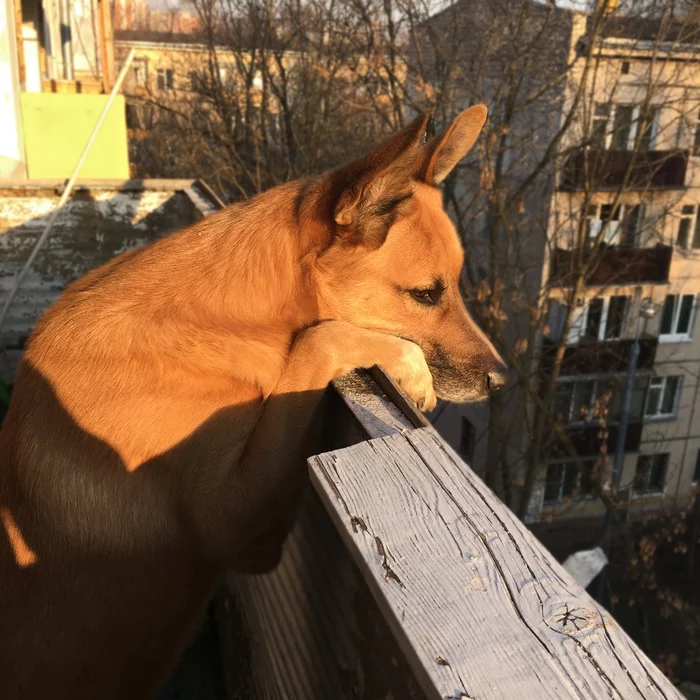 Hey guys, I'll come out now! - My, Dog, Dog lovers, Balcony, Animals