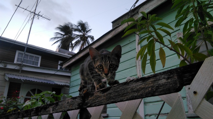 ������������ ��������