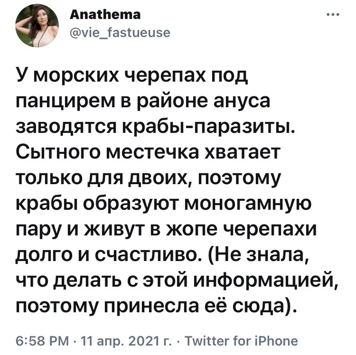 Доступное жилье для молодой семьи - Юмор, Скриншот, Twitter, Краб, Черепаха, Паразиты