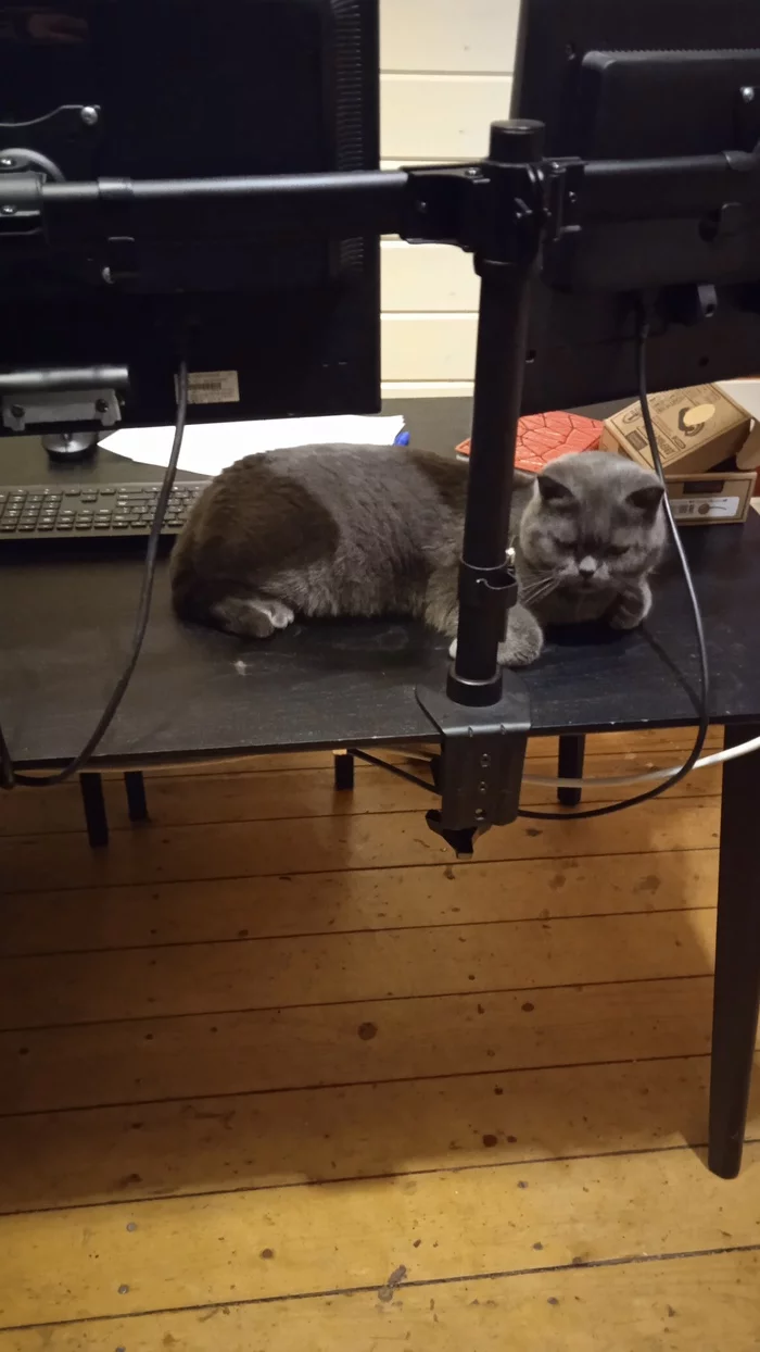 Cat on the director's desk - cat, Director, Milota, Longpost