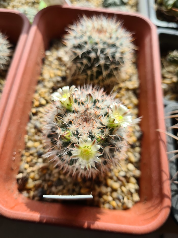 Кактус зацвёл