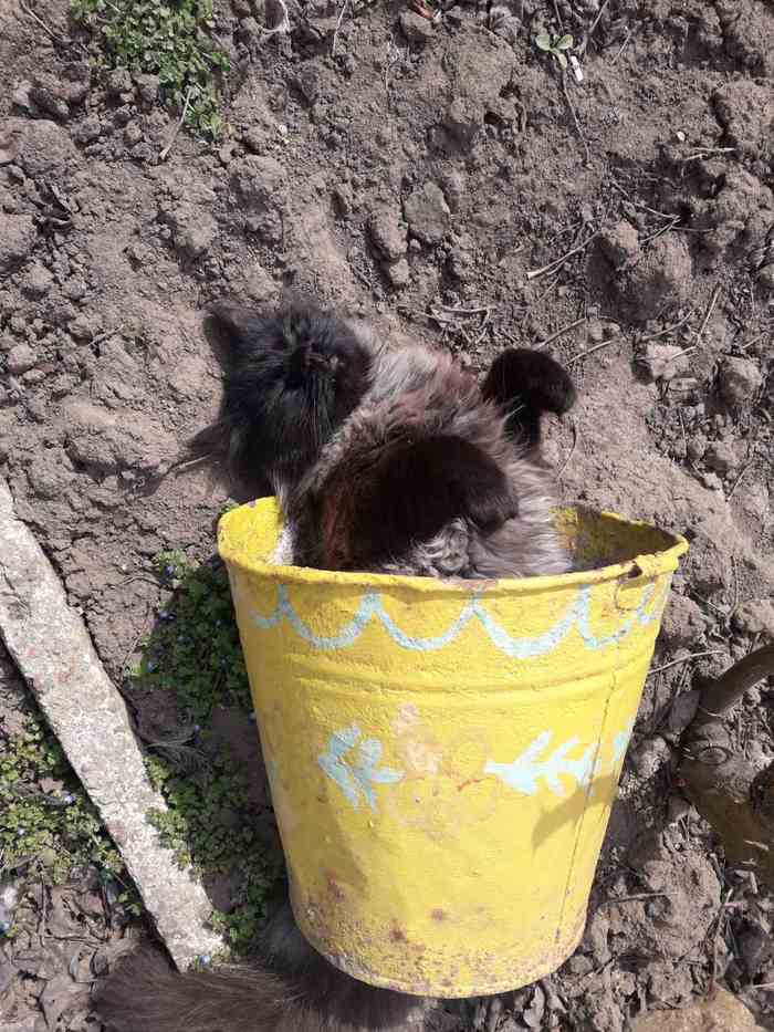 We accept solar buckets - My, cat, Milota, The photo, Longpost, Fluffy