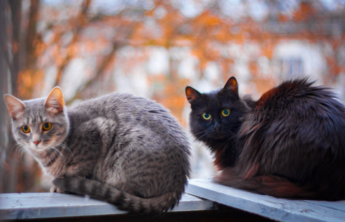 Мы с Тамарой ходим парой. © Черный кот, Кот