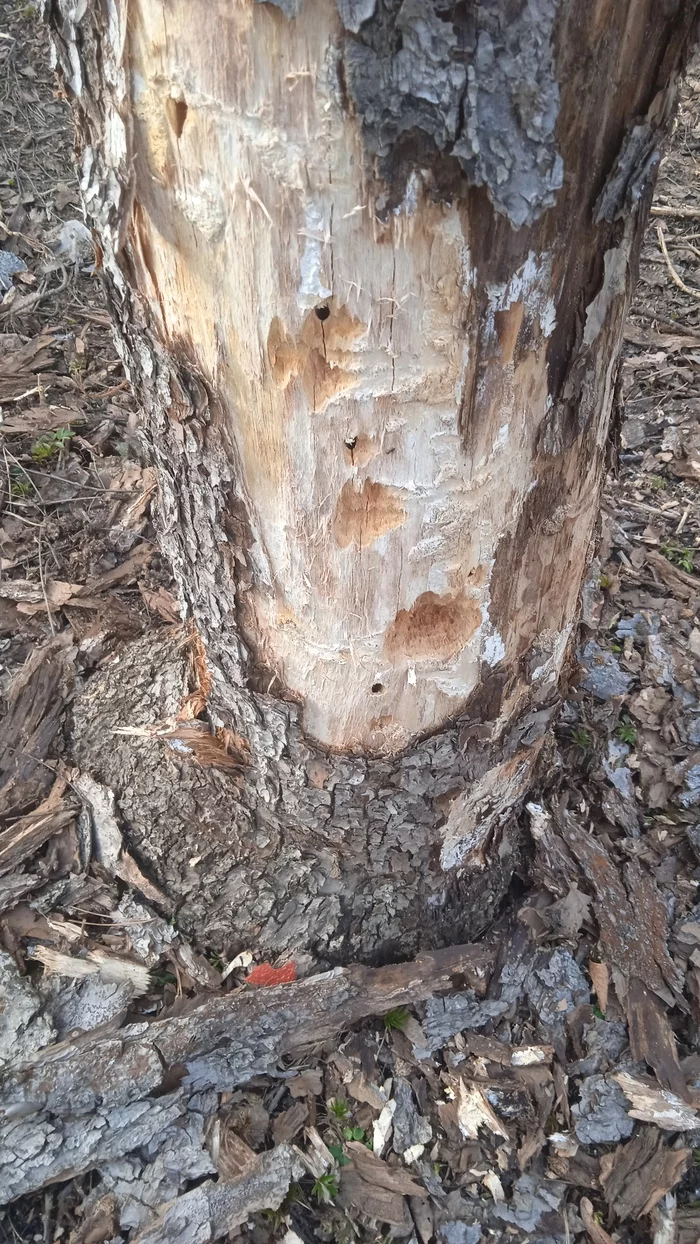 The woodpecker completely gouged the apple tree - Woodpeckers, Birds, Apple tree, Nature, Longpost