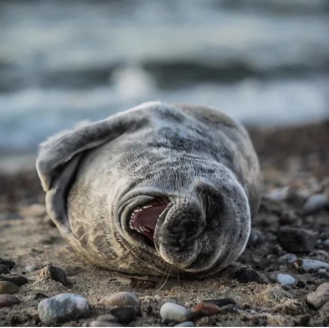 Laughing - Seal, Humor, Memes, The photo, Animals