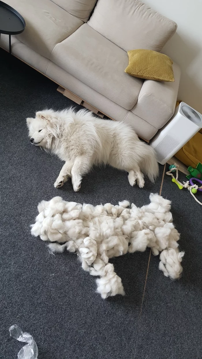 When asked, “Is there a lot of dog hair around the house?” - Samoyed, Dog, Wool