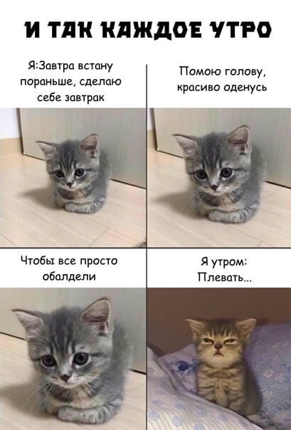 Haha, yes, this is my LIFE) - Morning, cat, Picture with text