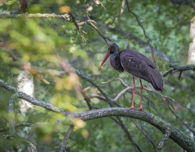 Выживший аист Роберт летит домой... Птицы, Аист, Черный аист, Перелет, Выживший, Дорога домой, The National Geographic, Длиннопост Выживший аист Роберт летит домой... Птицы, Аист, Черный аист, Перелет, Выживший, Дорога домой, The National Geographic, Длиннопост