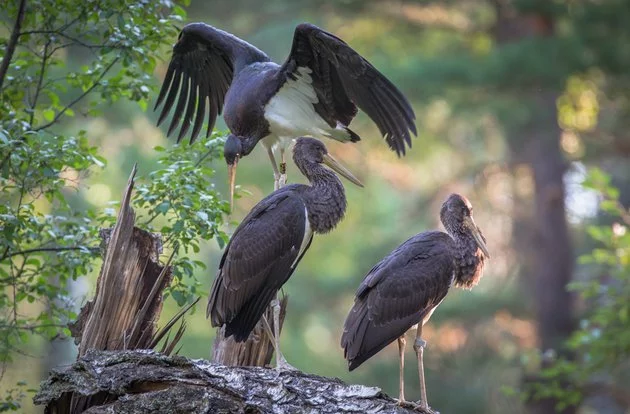 Выживший аист Роберт летит домой... Птицы, Аист, Черный аист, Перелет, Выживший, Дорога домой, The National Geographic, Длиннопост Выживший аист Роберт летит домой... Птицы, Аист, Черный аист, Перелет, Выживший, Дорога домой, The National Geographic, Длиннопост