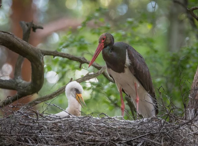 Выживший аист Роберт летит домой... Птицы, Аист, Черный аист, Перелет, Выживший, Дорога домой, The National Geographic, Длиннопост Выживший аист Роберт летит домой... Птицы, Аист, Черный аист, Перелет, Выживший, Дорога домой, The National Geographic, Длиннопост