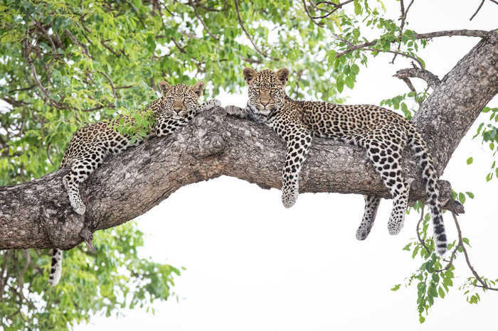 Beautiful couple) - Leopard, Big cats, Milota, Relaxation, Cat family, Wild animals, The photo