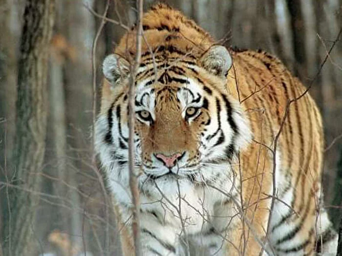 The corpse of a tiger was found. - Tiger, Amur tiger, Big cats, Negative, Wild animals, Death, Find, Dead body, , Khabarovsk region, National park, Raid, River, Inspector, Police, Criminal case, Interfax, Decapitation