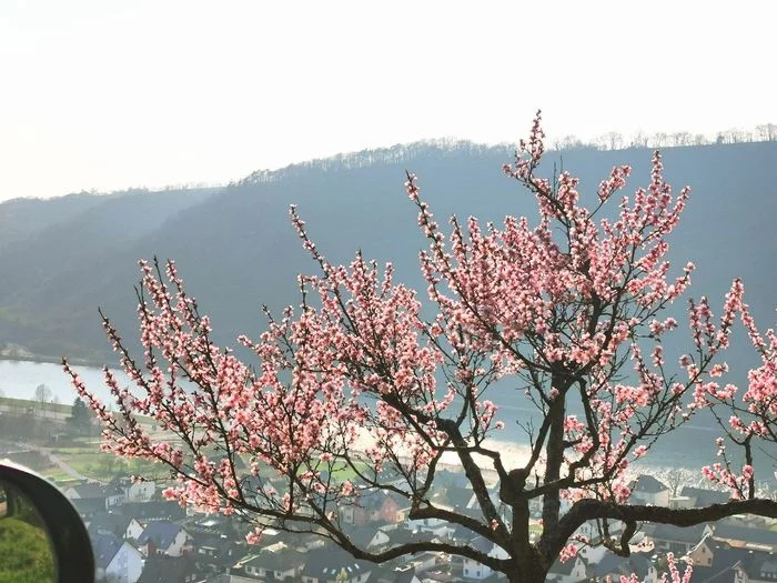 Spring in the Mosel - My, Moselle Valley, The photo, Spring