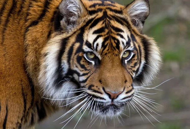 A breeder from the Czech Republic convicted of killing tigers had his sentence commuted - Tiger, Big cats, Killing an animal, Nursery, Czech, Negative, Court