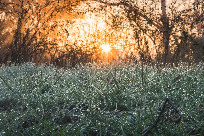 A cheerful morning for an amateur photographer - My, dawn, The photo, Dew, Tree