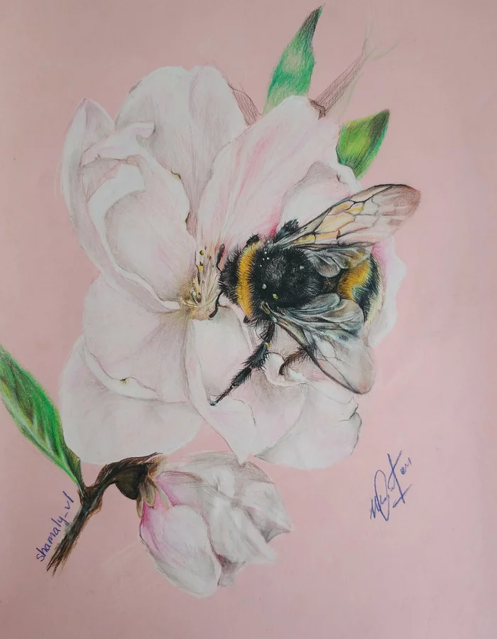 Fluffy cutie - My, Watercolor pencils, Bumblebee, Drawing lessons, Spring, Plague spring, Colour pencils, Drawing, Insects