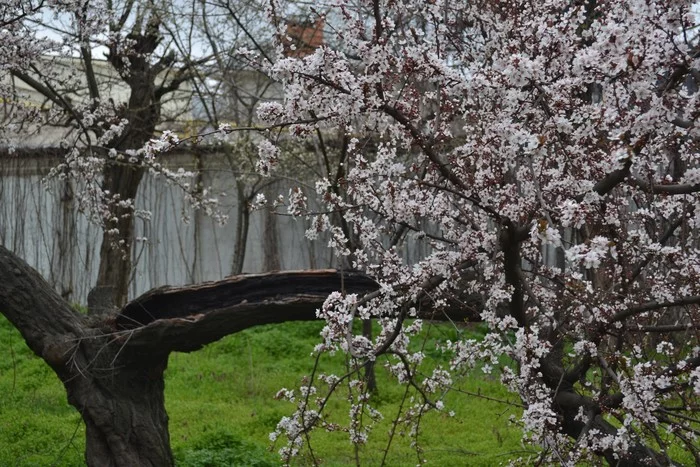 Peach blossoms - My, Spring, Peaches, Flowers, Tree, The photo, Odessa, Mainly cloudy