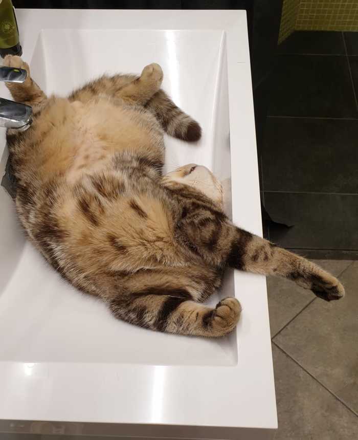 Cat - My, cat, Sink