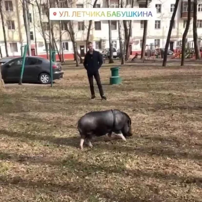 На московской улице гуляет кабан Фунтик - Кабан, Москва, Животные, Выгул, Неожиданно, СВАО, Бабушкинская