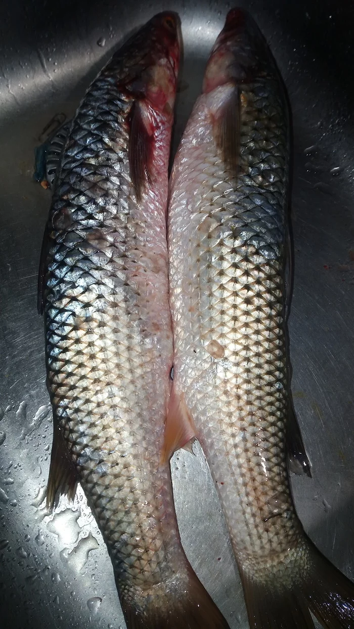 Mullet baked in the oven with lemon - My, Men's cooking, A fish, Yummy, Food, Mat, Longpost, Recipe