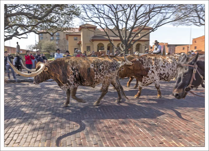 Техас: побыкуем? Техас, США, Корова, Бык, Ковбои, Длиннопост