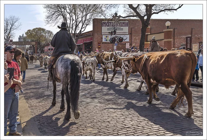 Техас: побыкуем? Техас, США, Корова, Бык, Ковбои, Длиннопост