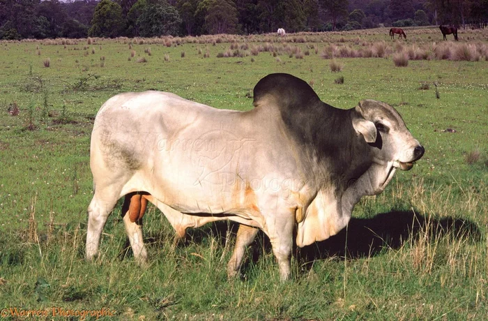 Zebu: What is the life of the sacred animal of India? Is everything as fabulous as it seems at first glance? - Animals, Cow, India, Animal book, Yandex Zen, Longpost, Zebu