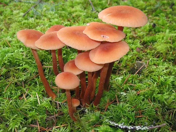 Several unique mushrooms with a unique appearance that grow in our forests - Mushrooms, Forest, Nature, Yandex Zen, Longpost