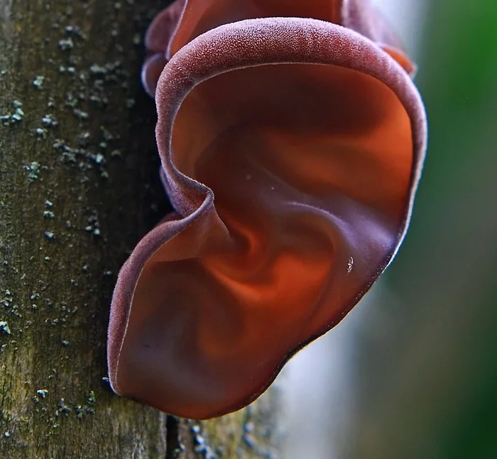 Several unique mushrooms with a unique appearance that grow in our forests - Mushrooms, Forest, Nature, Yandex Zen, Longpost