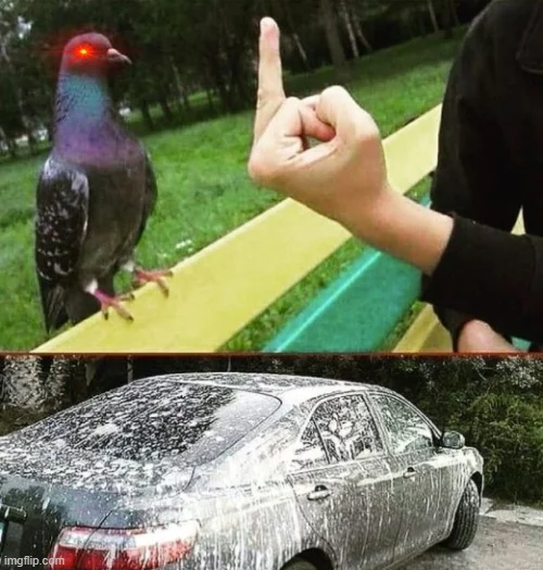 Revenge leather - Toilet humor, Pigeon, Fuck, Car, Litter, Anger, Revenge, Person