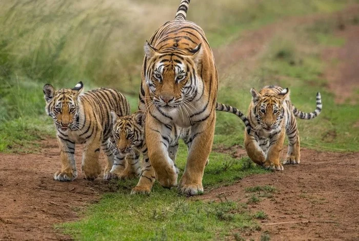 Striped gang) - Tiger, Tiger cubs, Big cats, Cat family, Milota, Redheads, Family, Wild animals