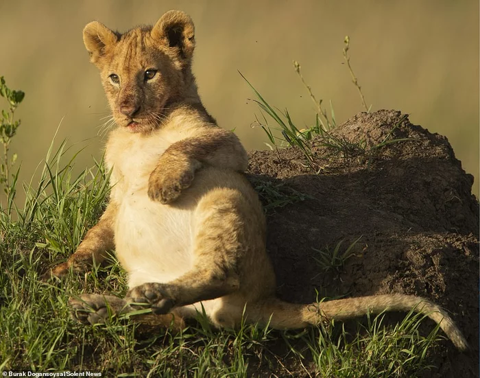 Better than a lion cub is only an overeaten lion cub! - a lion, Lion cubs, Big cats, Meat, Delicious, Cat family, Predator, Wild animals, , The photo, Milota, Stomach, Animals, Africa, Kenya, Masai Mara, Reserves and sanctuaries, wildlife, Young, Longpost