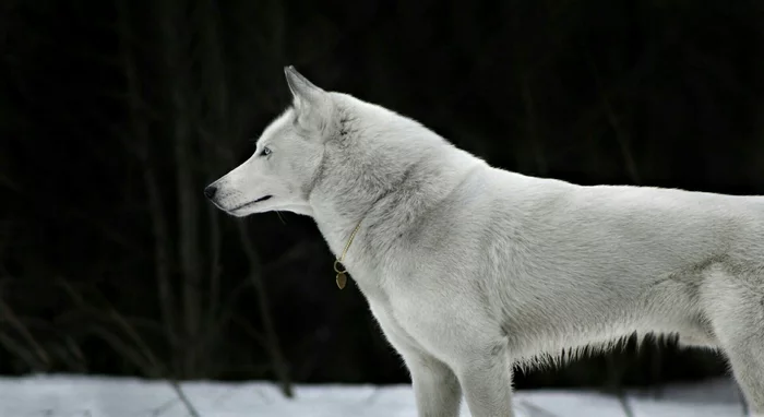 Meet Mr. Demon - My, Dog, Wolf, Wolfhound, Cynology, Animalistics, Beginning photographer, Longpost, Pets