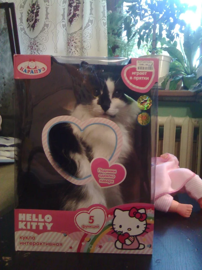 A truly interactive doll - My, cat, Box, Pets