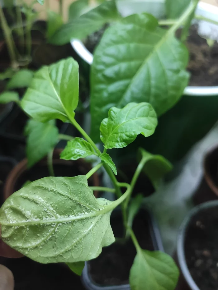 New attack of peppers - Hot peppers, Vegetable garden on the windowsill, Longpost