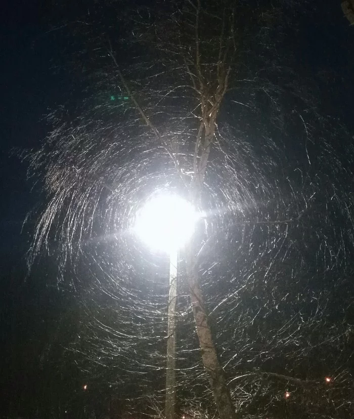 wood web - My, The photo, Tree, Light, Web