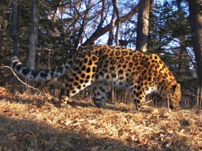 Photos of a “border guard” leopard were published in Primorye - Leopard, Far Eastern leopard, Big cats, Cat family, Land of the Leopard, National park, Wild animals, Rare view, Red Book, Primorsky Krai, Phototrap