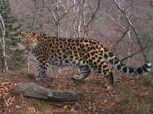 Photos of a “border guard” leopard were published in Primorye - Leopard, Far Eastern leopard, Big cats, Cat family, Land of the Leopard, National park, Wild animals, Rare view, Red Book, Primorsky Krai, Phototrap