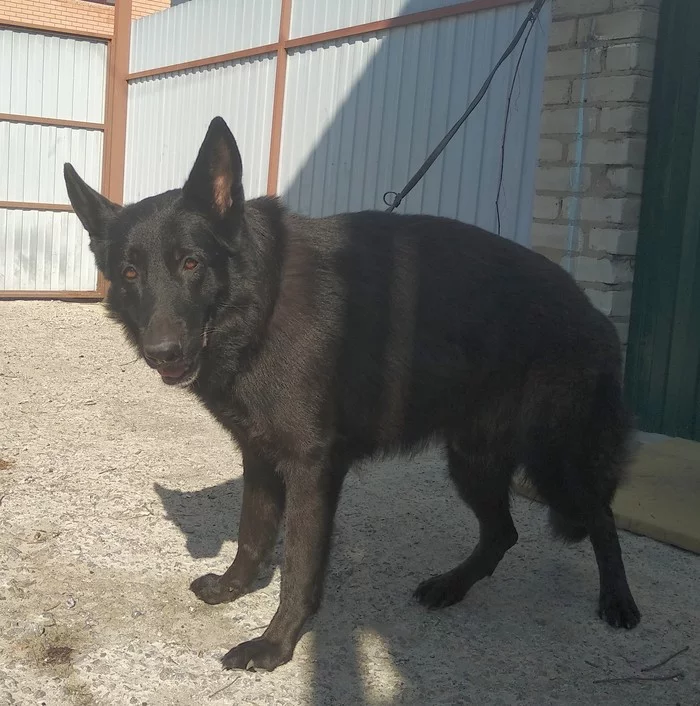 A male German Shepherd was found in Voronezh [Found] - My, Voronezh, German Shepherd, A loss, Found a dog, No rating, Dog, Lost