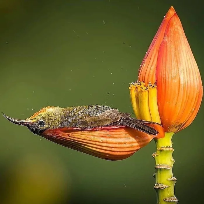 Tired... - Birds, Nature, Flowers, Fatigue, Hummingbird