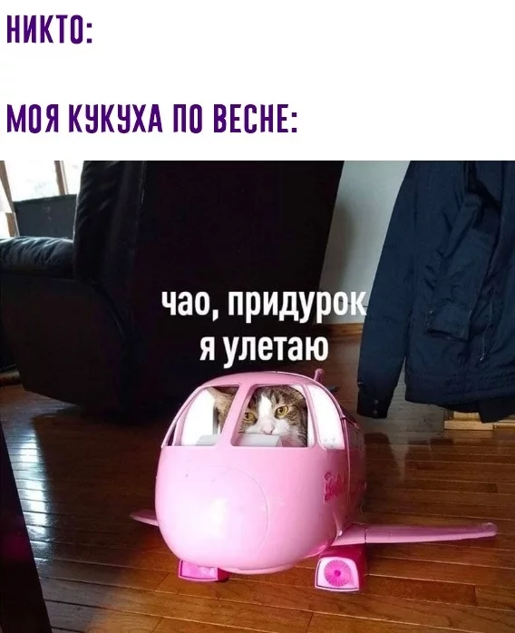 Mysterious flights - cat, Spring, Humor, Helicopter, Toys