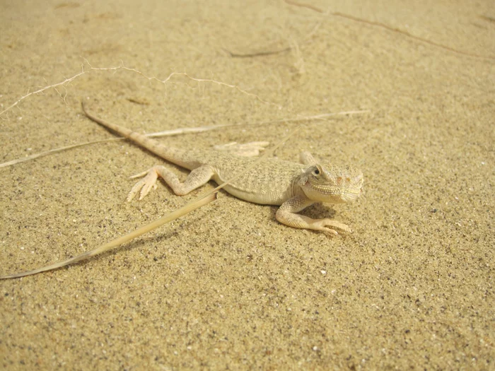 The long-eared roundhead is invisible only until it opens its mouth - Lizard, Reptiles, Disguise, Deterrence, Mouth, Animals, Informative, Longpost