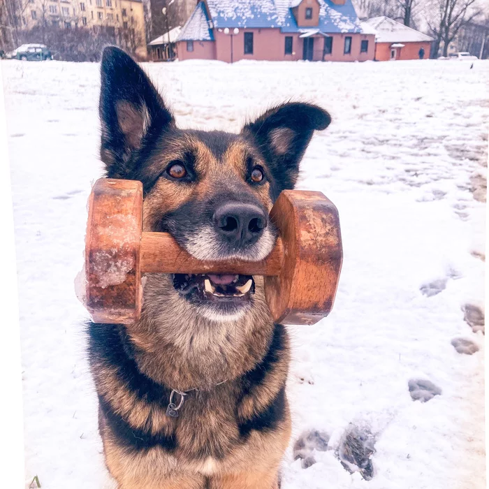 Scientist dog - My, Dog, Cur, Training, German Shepherd