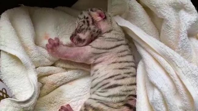 Rare white tiger cub born at zoo in Cuba - Tiger, Bengal tiger, White tiger, Tiger cubs, Big cats, Cat family, Zoo, Cuba, , Havana, Rare animals, Birth, Translation, Video, Longpost, Rare view