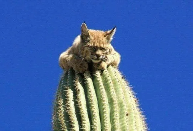 Gigantic cactus. Birds build nests in the stamens of its flowers. - Cactus, Nature, Plants, Yandex Zen, Longpost