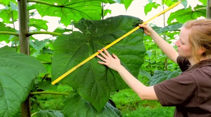 Дерево-феникс Растения, Дерево, Природа, Яндекс Дзен, Длиннопост, Павлония Дерево-феникс Растения, Дерево, Природа, Яндекс Дзен, Длиннопост, Павлония